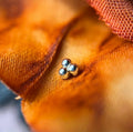 14k Gold 3 Bead Cluster Threadless End